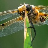 Four-spotted Chaser