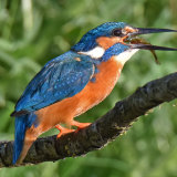 Kingfisher, Rutland