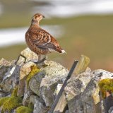 Black Grouse Langdon Beck