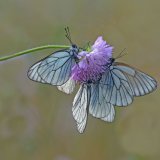 Black-veined White