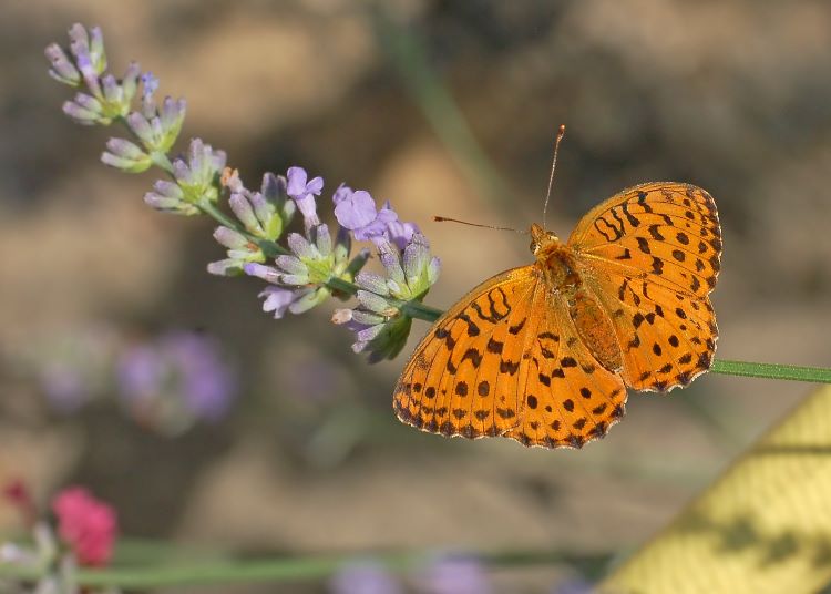 Marbled Fritillary. La Brenne