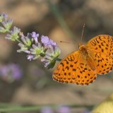 Marbled Fritillary. La Brenne