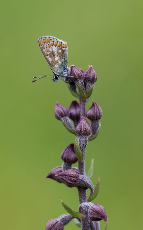 Durham Argus on Dark Red Helleborine