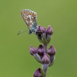 Durham Argus on Dark Red Helleborine