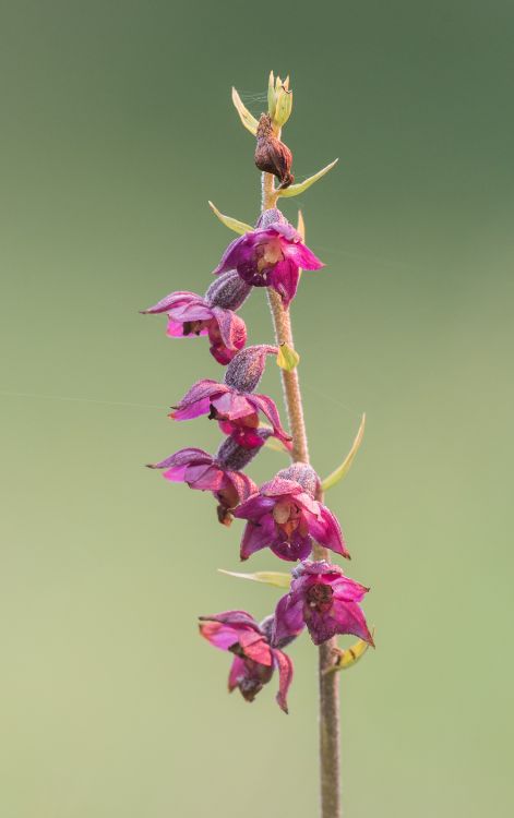 Dark Red Helleborine/ Bishop Middleham Quarry. County Durham