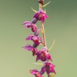 Dark Red Helleborine/ Bishop Middleham Quarry. County Durham