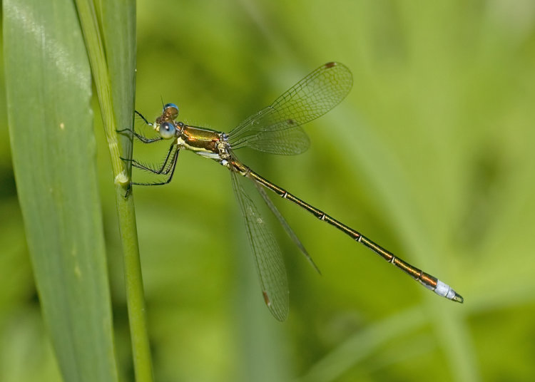 Emerald Damselfly