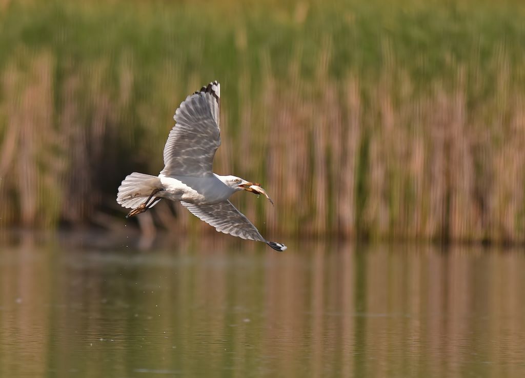 Caspian gull