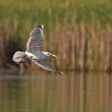 Caspian gull