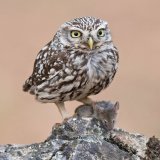 Little Owl
