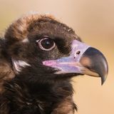 Black Vulture
