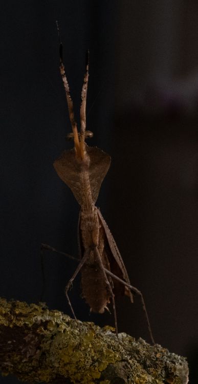 Dead Leaf Mantis