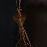 Dead Leaf Mantis