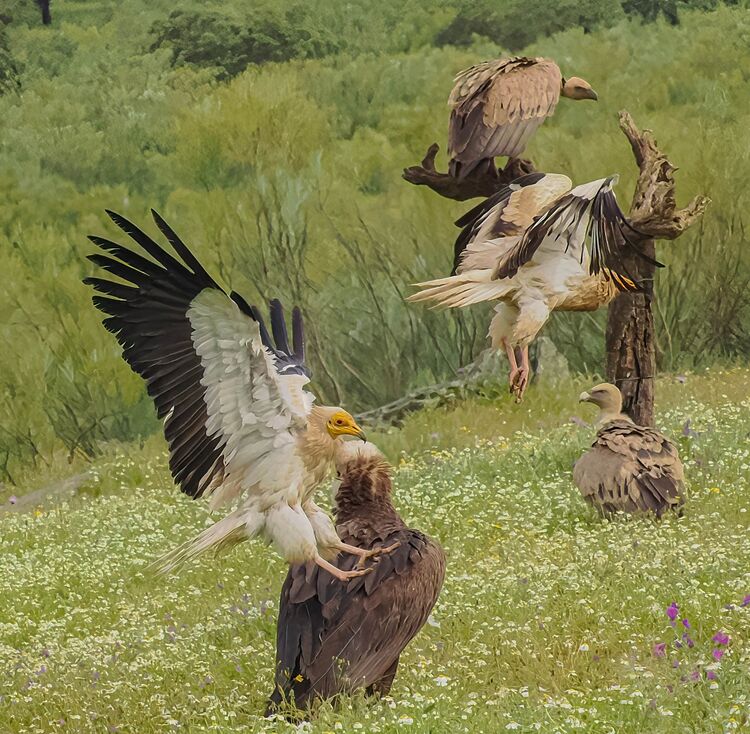 Egyptian Vulture
