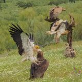Egyptian Vulture