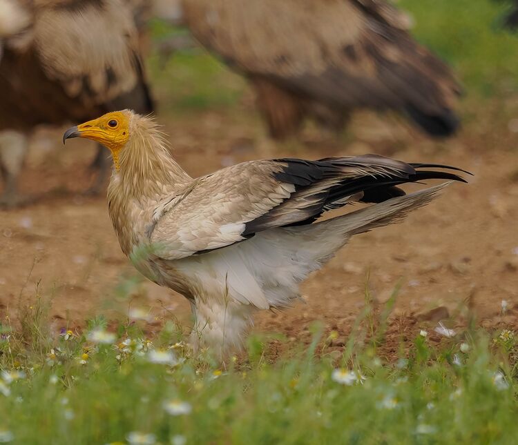 Egyptian Vulture