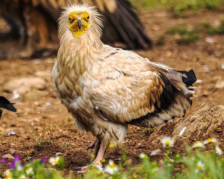 Egyptian Vulture
