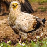Egyptian Vulture