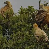 Egyptian Vulture