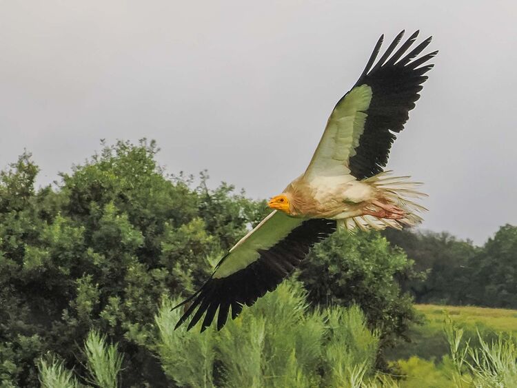 Egyptian Vulture