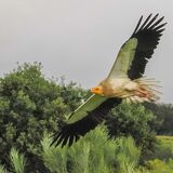 Egyptian Vulture