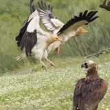 Egyptian Vulture
