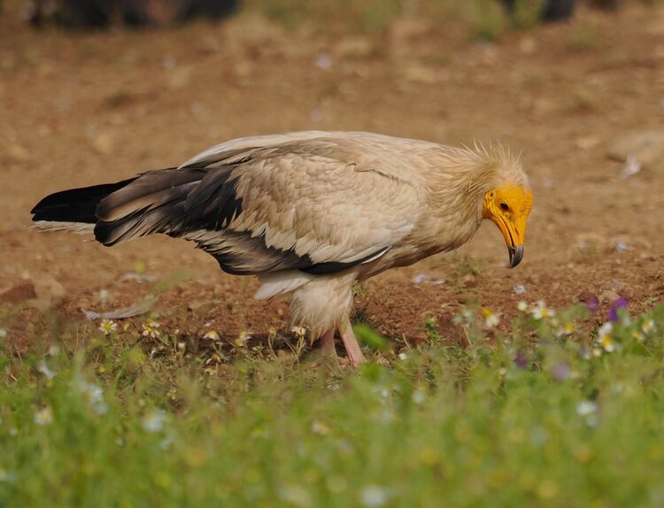 Egyptian Vulture