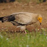 Egyptian Vulture
