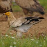 Egyptian Vulture