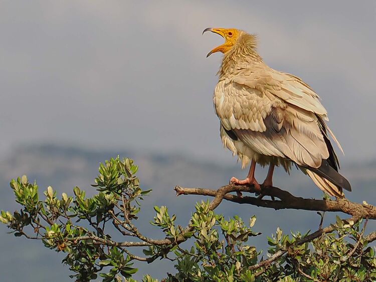 Egyptian Vulture