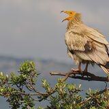 Egyptian Vulture