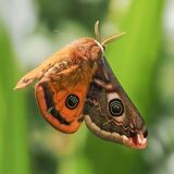 Emperor Moth