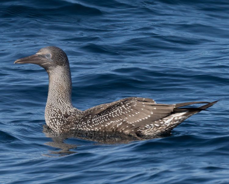 Gannet