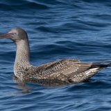 Gannet