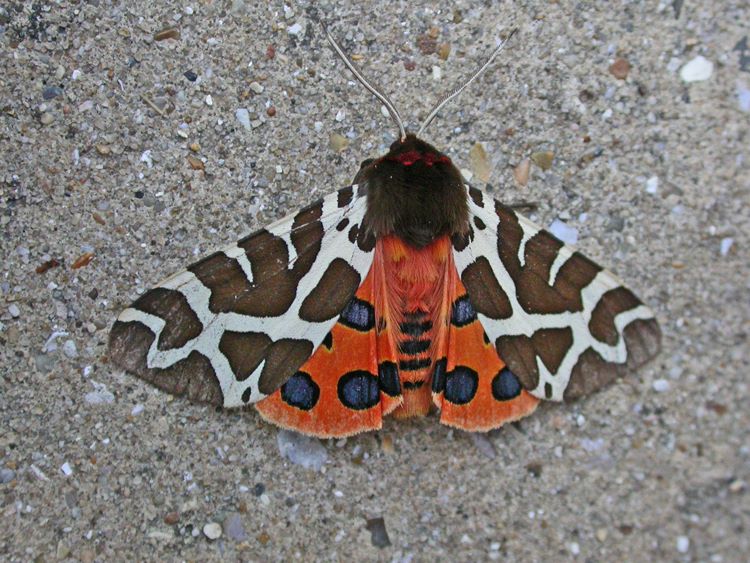 GardenTiger Moth