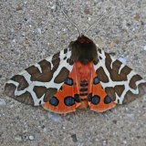 GardenTiger Moth