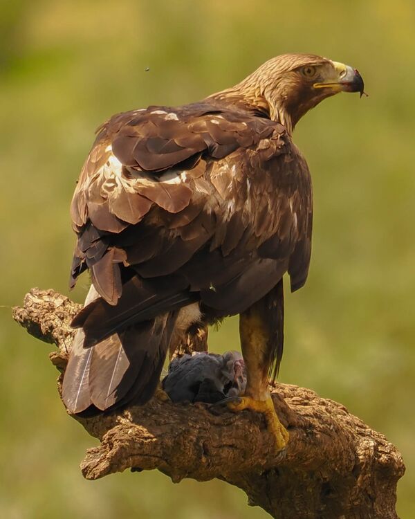 Golden Eagle