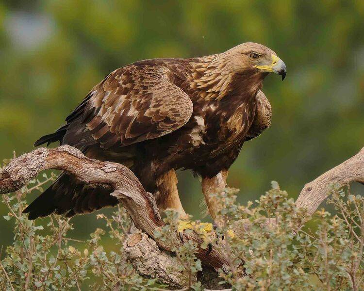 Golden Eagle