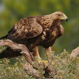 Golden Eagle
