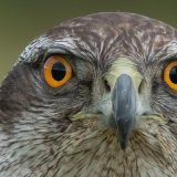 Goshawk