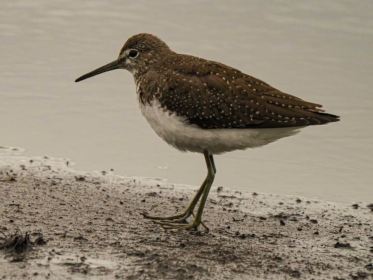 Green Sandpiper