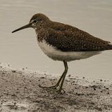 Green Sandpiper