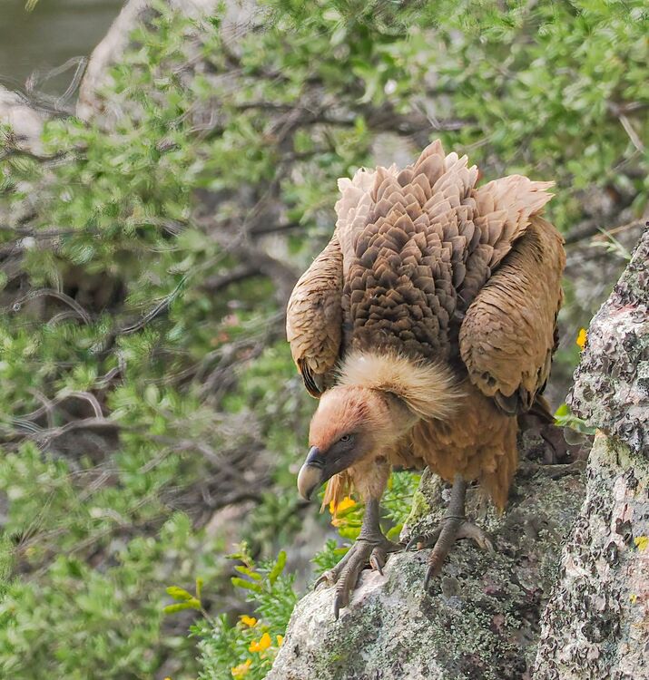Griffon