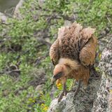 Griffon