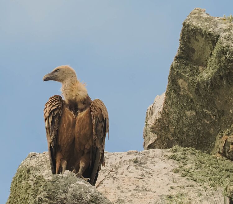 Griffon