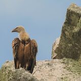 Griffon