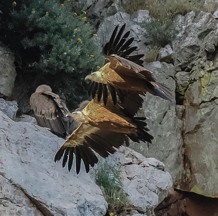 Griffon