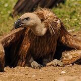 Griffon