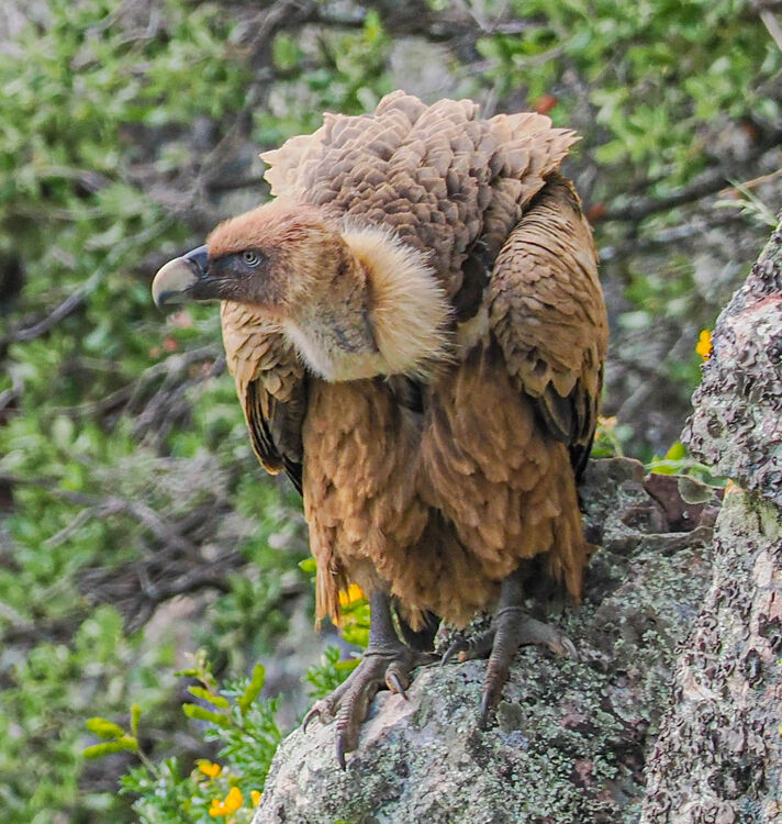 Griffon