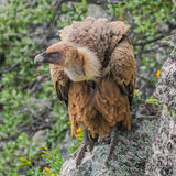Griffon